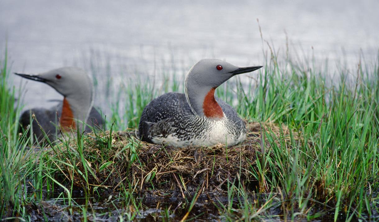 Red-throated Diver - Loch Langavat - Birds - Coastal Birds in Isle of ...