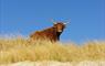 Beachview Cottages (Grandfathers House) highland cow