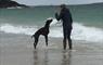 Beachview Cottages (Grandfathers House) black dog and owner in the sea