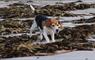 Kirrin Cottages - dog amongst seaweed