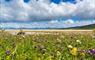 Beachview Cottages (Grandfathers House) machair flowers and fluffy clouds