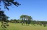 Stornoway Golf course green with trees