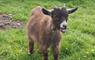 Croft 2a North Tolsta Albert Pigmy goat