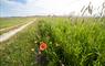 Am Bliochan self catering cottage north uist - machair flowers and road to the beach.