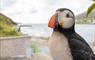 Seaside Cottage puffin