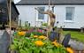 Snowberry Cottage marigolds