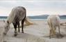 Seol Mara, Seilebost 2 white horses on Lukentyre Beach