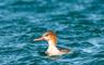 Cnoc Nan Uan Lodge duck in water