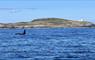 Immerse Hebrides Boat Tours whale swimming in sea