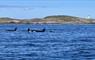 Orca pod at lighthouse