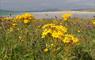 Taigh Chearsabhagh Cafe machair flowers