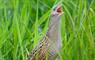 Cnoc Nan Uan Lodge corncrake in long grass