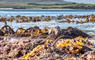 Cnoc Nan Uan Lodge seaweed on sea shore