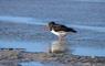 Cnoc Nan Uan Lodge bird at the water