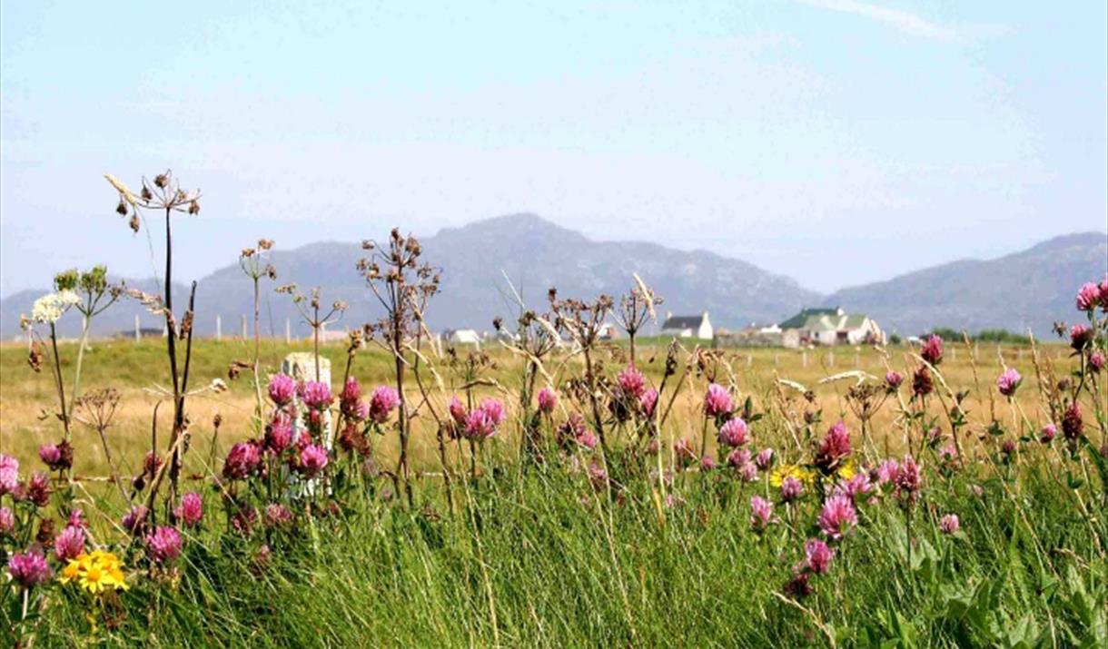 Kilpheder/Daliburgh Machair Walk - purple flowers Kilpheder/Daliburgh Machair Walk - purple flowers